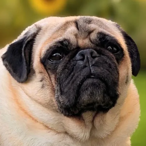 Ernie
